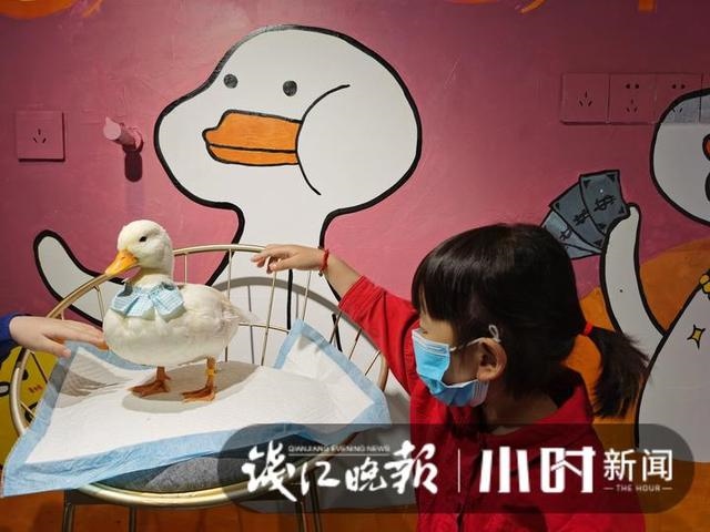 垂耳兔中什么颜色最贵，垂耳兔颜色排行