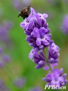 984年正月二十七属鼠命运，84年属鼠的命中贵人"