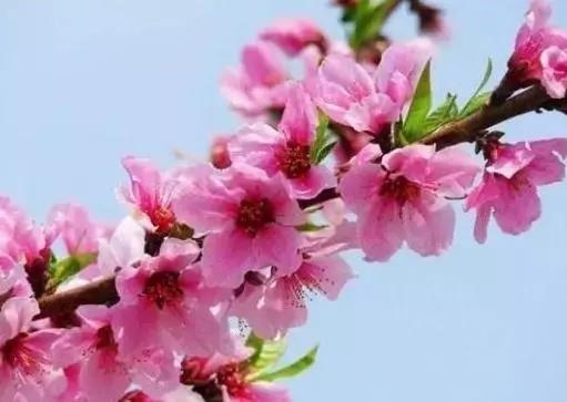 四朵正缘桃花女命，正缘桃花年是什么意思