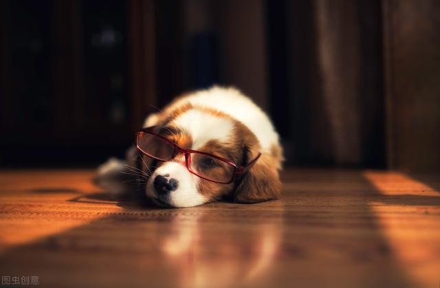 022年生肖狗年龄对照表,女狗配什么生肖更好"