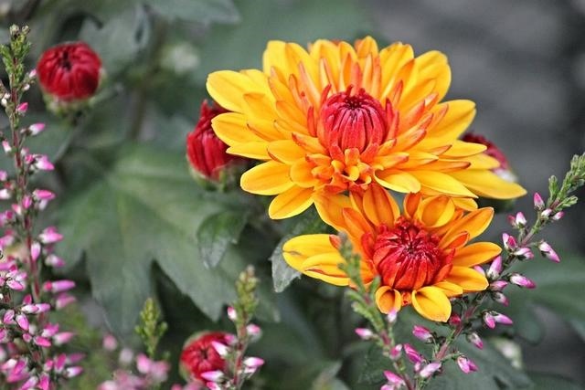 022年注定会遇见真爱的生肖，2022年结婚更好的属相"