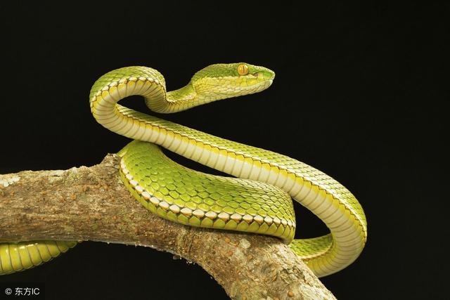 5年出生今年财运如何，一九六五年属蛇人今年运势"