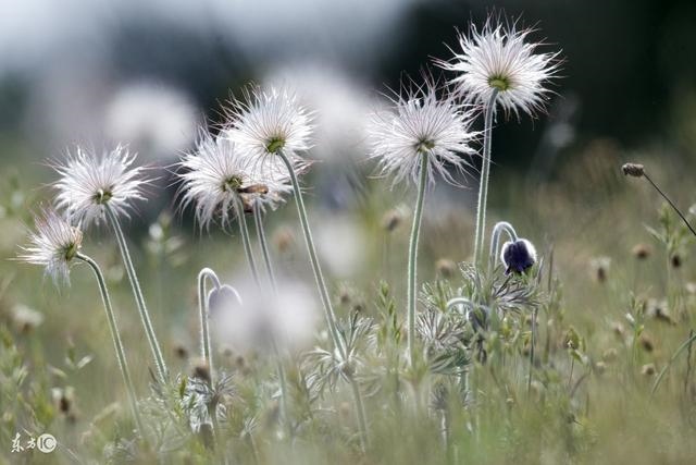 5年兔46岁有劫难，那兔有多恶心"