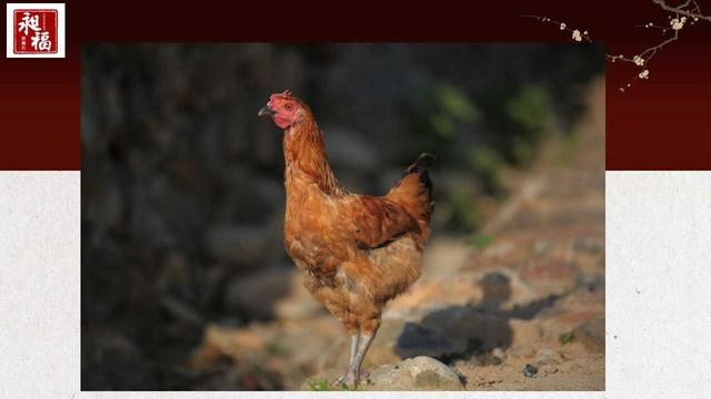 022年属鸡大爆发,属鸡76岁今年运势"