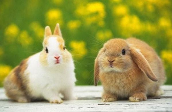 属兔今年多少岁，属兔的年龄表2022 虚岁