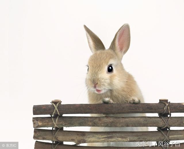 023年属兔几月份好,2022属虎生百年难得一遇"