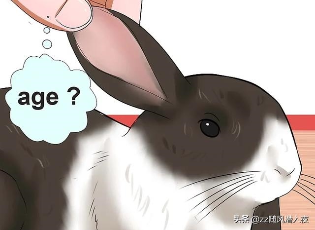 兔子几岁2022年，1963年属兔的是什么命