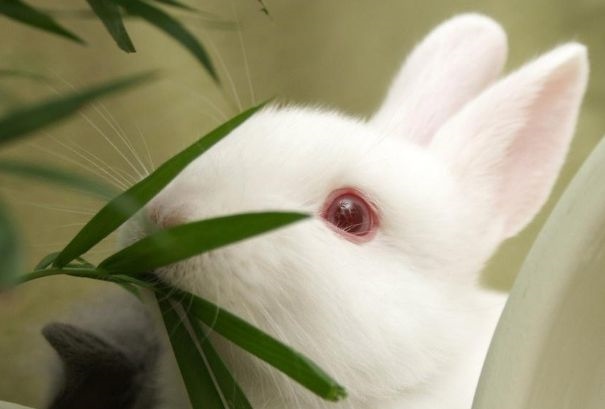 属兔人进入34岁好不好，1987年属兔34岁后享福