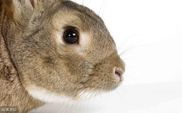 属兔几月份的是苦命，属狗几月份的是苦命