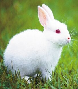 987年属兔的幸运数字，1987年火命用什么数字好"