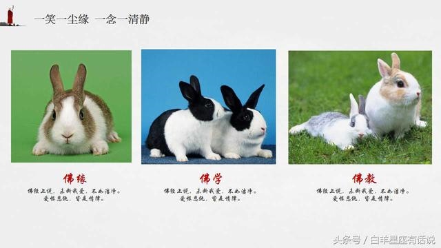 生肖兔是哪几年，属兔最命苦的出生月份