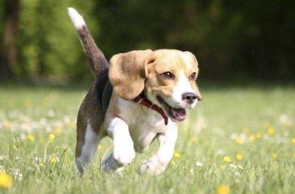 022年属狗的财运和运气如何,属狗的在2022年怎么样"