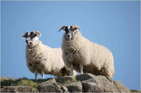 属羊有哪些年份出生,属羊人的出生年份和年龄