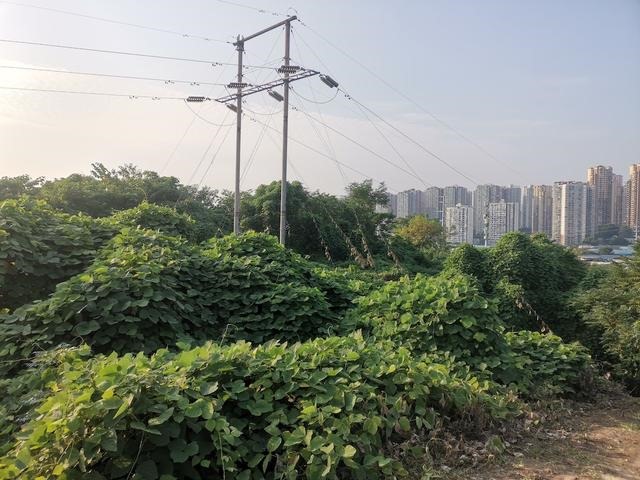 属兔人命里最苦的出生月份，属兔哪个月份出生更好