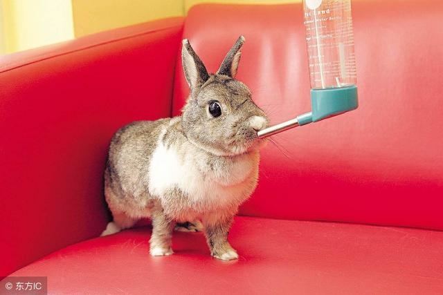 7年兔女2022年感情运势，87属兔女的正缘在哪年"