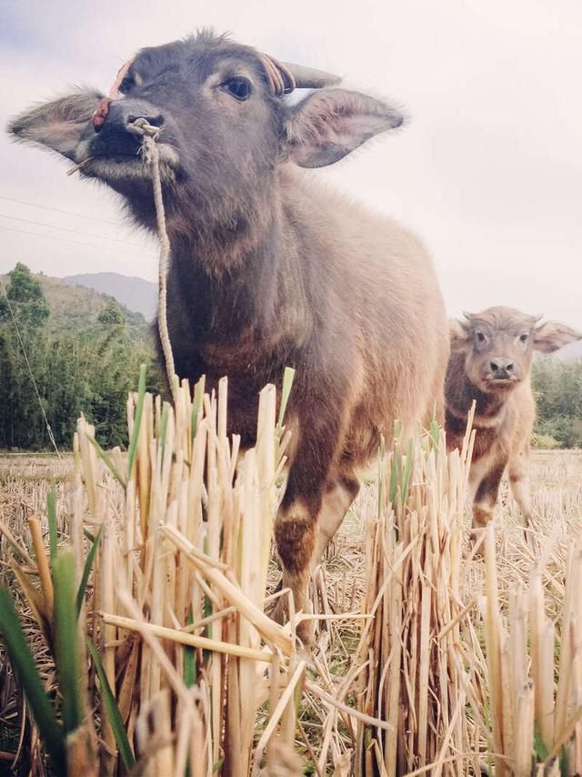 属牛的多大年龄截止19年，属兔的今年多大