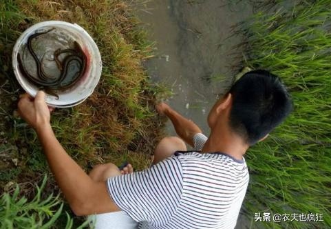 月份的蛇是什么蛇，玉斑锦蛇有毒吗"