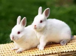 属兔不同时辰出生命运，属兔生在几点更好命