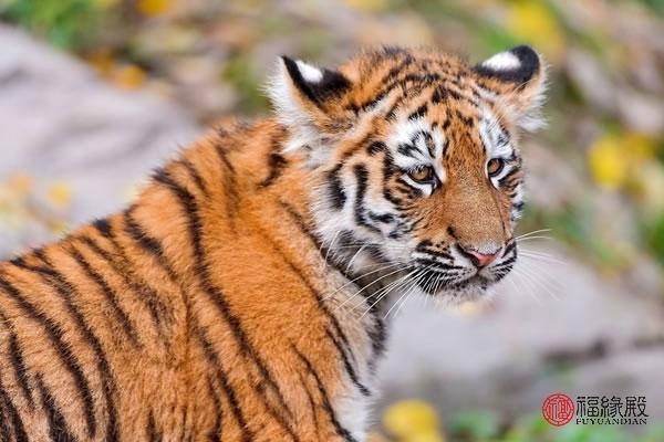 4年属虎46岁以后的一生命运,74年属虎最难的几年"