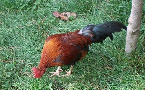 979年属羊女今年感情运势，1990年属马女今年运势"