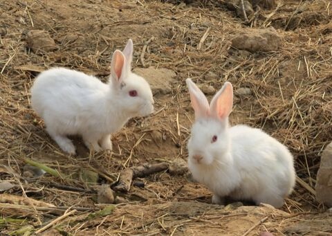 5年属兔男婚配，75年兔男的后半婚姻"