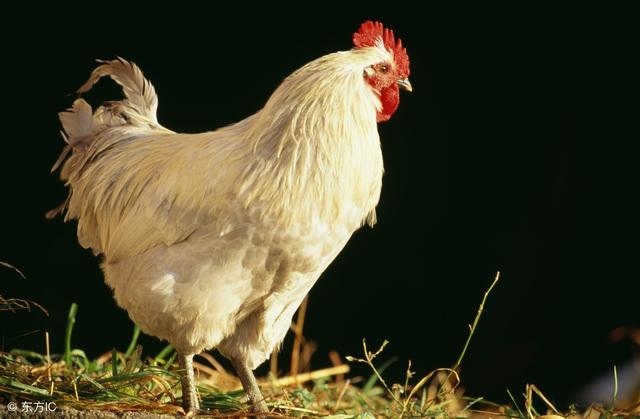 9年属鸡后半生婚姻，属鸡2022