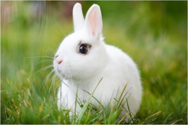 5年属兔女有几次婚姻,75属兔女2022