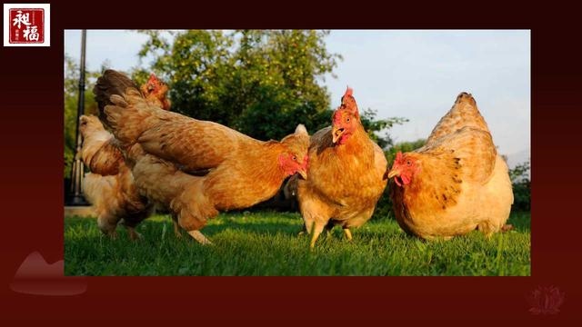 022年属鸡大爆发,属鸡76岁今年运势"