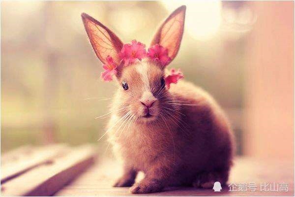 几月属兔的人命运好，属兔男哪个时辰出生好