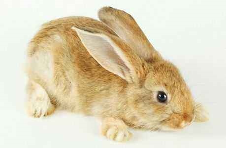 999年属兔的运势，属兔1999年每月运程及运势"