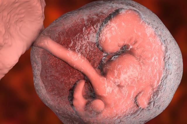 羊是从哪生出来的，羊的品种识别实训报告单