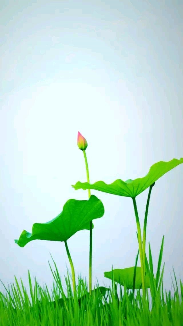 属兔女人床上爱你的表现，属兔的女人会主动吗