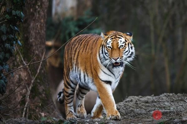 4年属虎46岁以后的一生命运,74年属虎最难的几年"