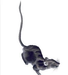 属兔的三合和六个合生肖是什么，属兔的三合六合生肖