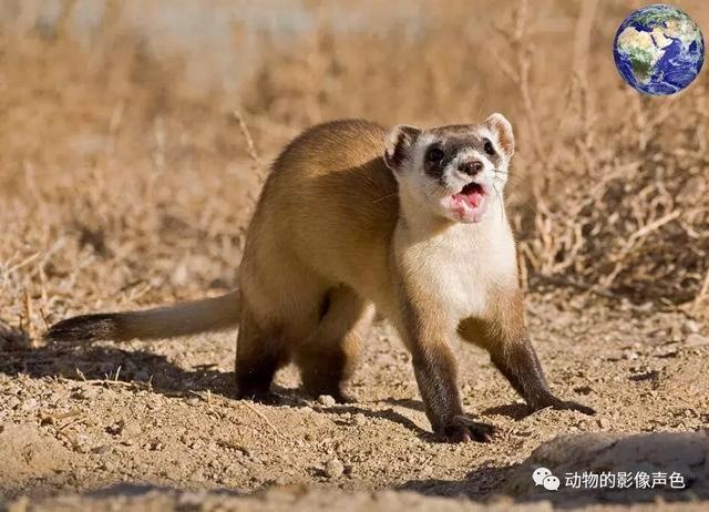 老鼠的死对头是什么动物，比喻天生就是死对头