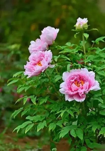 属兔女人床上爱你的表现，属兔的女人会主动吗