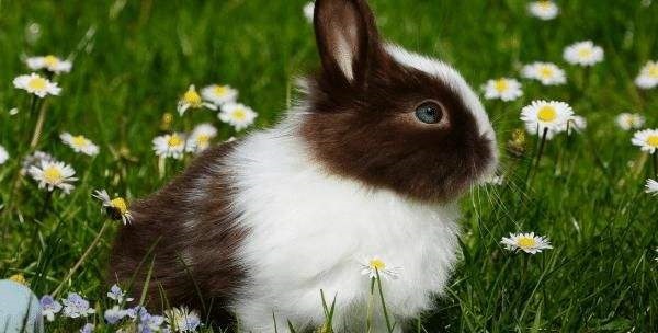 属兔男喜欢女人的穿着,属兔男喜欢胖女人吗