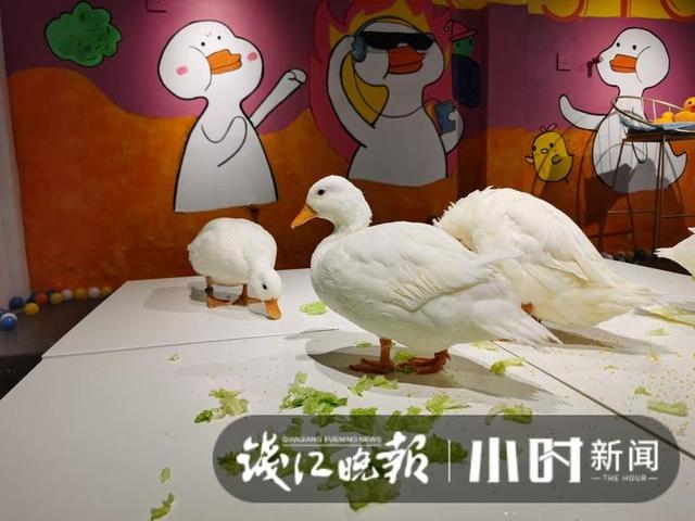 垂耳兔中什么颜色最贵，垂耳兔颜色排行