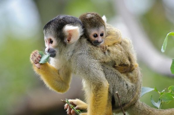 属鼠属猴谁占上风，属猴人的绝配情侣