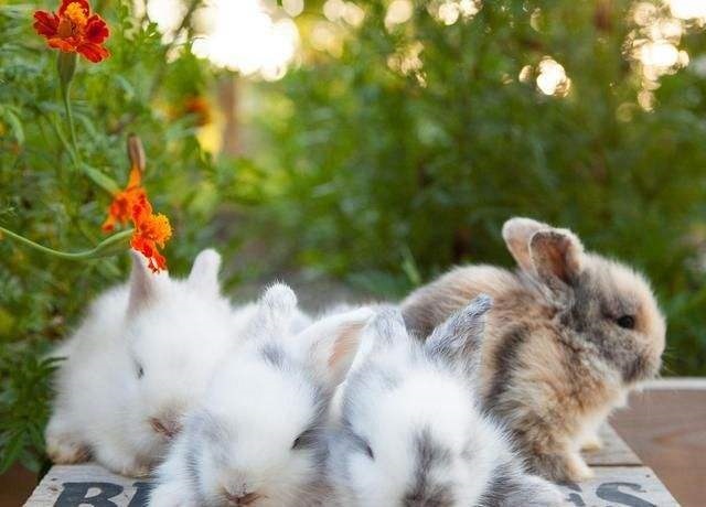 022年生肖兔运势完整版，87年兔女2022年婚姻状况"