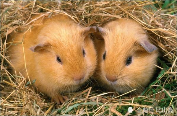 属老鼠的女生跟属什么配，1996年属鼠的更佳配偶