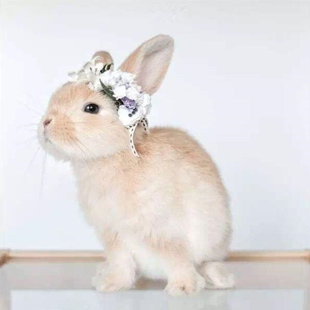 兔子发出低沉的咕咕声,兔子发出咕噜咕噜的声音