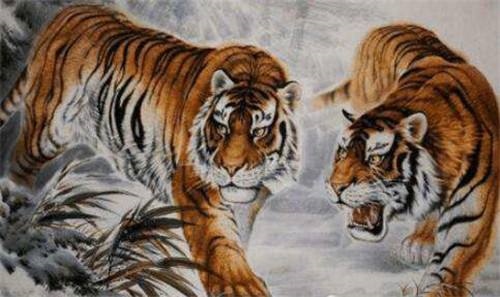 6年属虎适合做什么行业，1986年属虎适合去哪个方向发展"