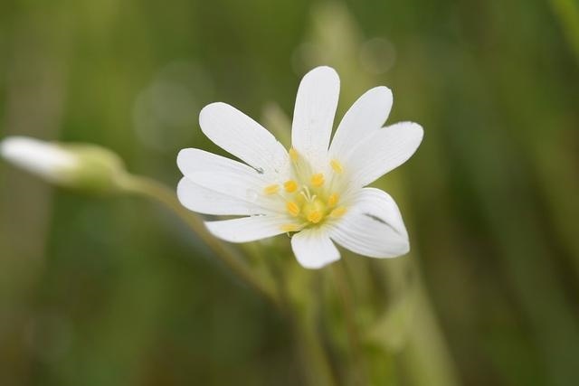 金牛座2022年运势如何，2022年运势更好的星座