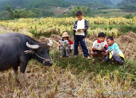 月份的蛇是什么蛇，玉斑锦蛇有毒吗"
