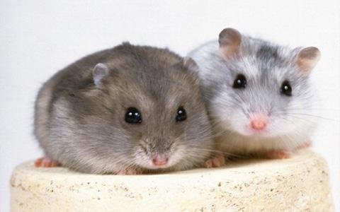 6年属鼠女哪年遇到另一半，96年属鼠女的和什么属相最配"