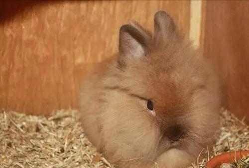 兔子一共有多少种品种，兔子一天喂几次