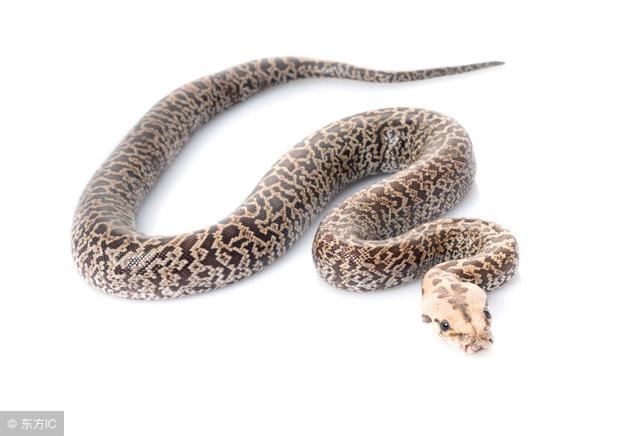 5年出生今年财运如何，一九六五年属蛇人今年运势"