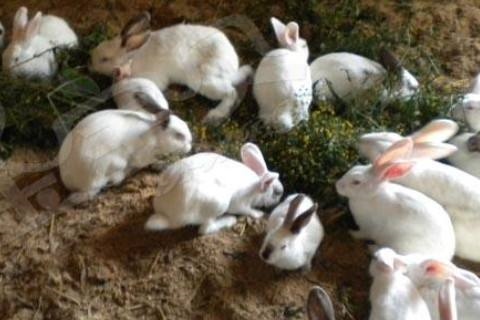 7年属兔几岁，87年属兔33岁有一劫"