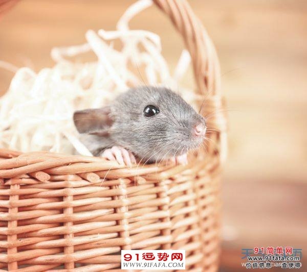 972年属鼠几月出生好四月,72年属鼠48岁有一灾2022"